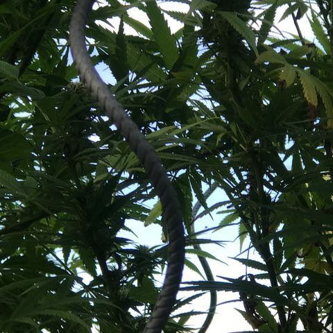 Hollands Hope  #2 growlog timeline photo