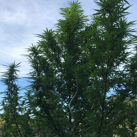 Hollands Hope  #1 growlog timeline photo