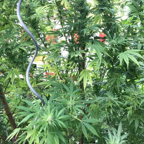 Hollands Hope  #2 growlog timeline photo