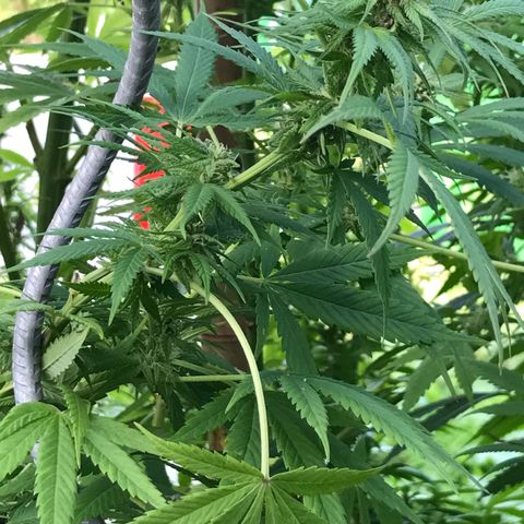 Hollands Hope  #2 growlog timeline photo
