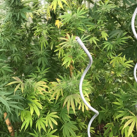Hollands Hope  #1 growlog timeline photo