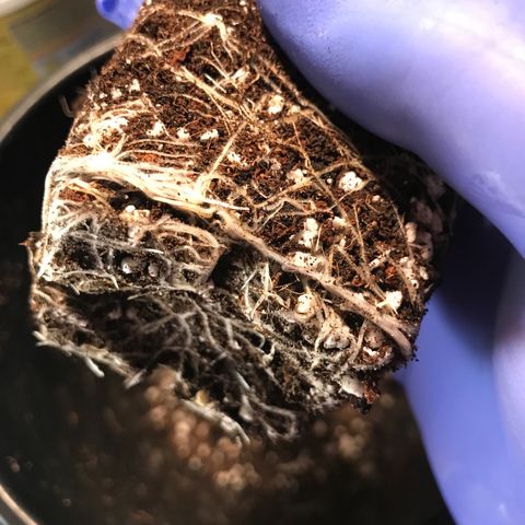 Purple Haze #1 growlog timeline photo