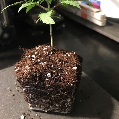 Purple Haze #1 growlog timeline photo