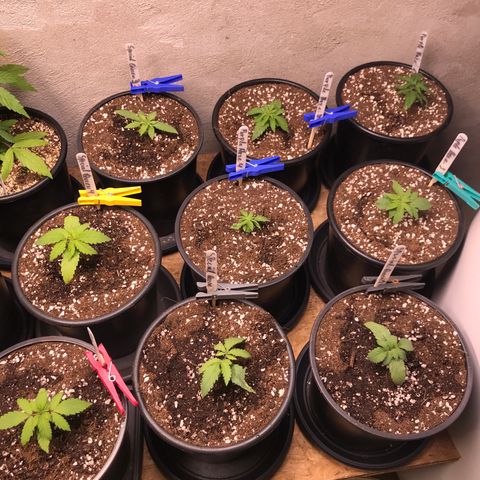 Special Queen #1 growlog timeline photo