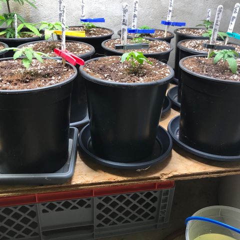 Special Queen #1 growlog timeline photo