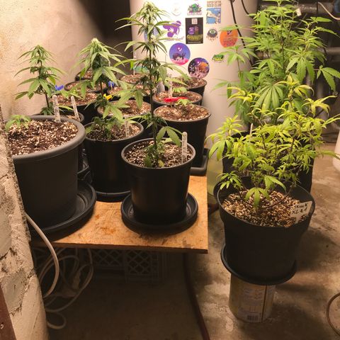 Purple Haze #1 growlog timeline photo