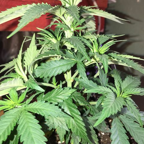 Black Orchid  #1 growlog timeline photo