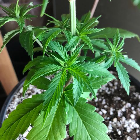 Royal Gushers #1 growlog timeline photo