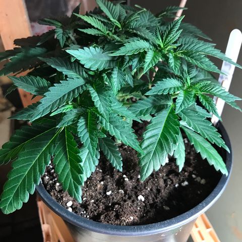 Sweet Lemon Ak #2 growlog timeline photo
