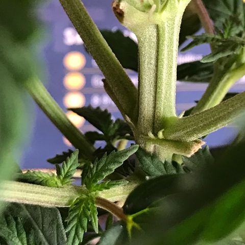 Sweet Lemon Ak #1 growlog timeline photo