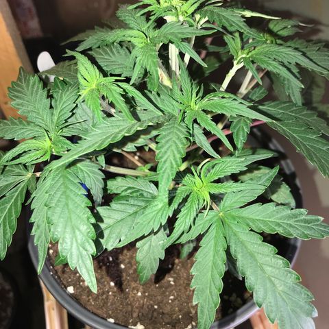 Do- Si- Dos #3 growlog timeline photo