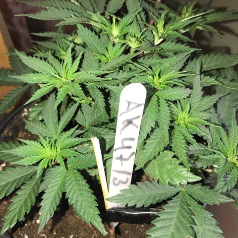 Sweet Lemon Ak #3 growlog timeline photo