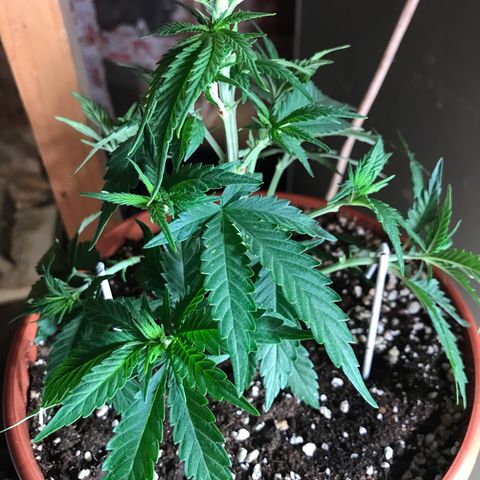 Black Orchid  #1 growlog timeline photo