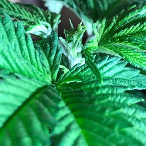 Royal Apple Fritter #1 growlog timeline photo