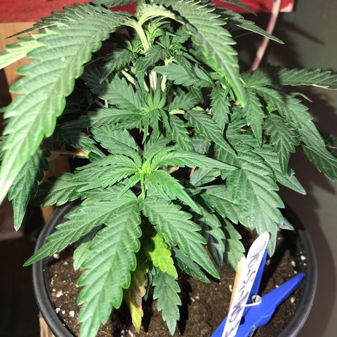 Do- Si- Dos #3 growlog timeline photo