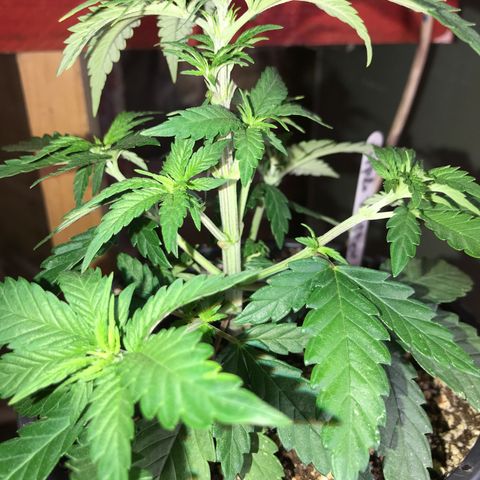 Royal Apple Fritter #1 growlog timeline photo