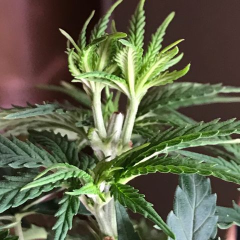 Sweet Lemon Ak #1 growlog timeline photo