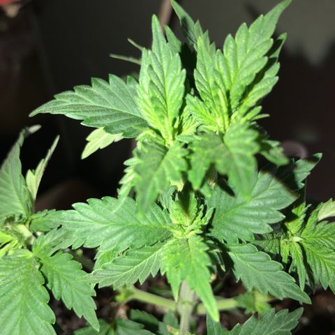 Royal Apple Fritter #2 growlog timeline photo
