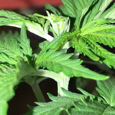 Royal Skywalker  #1 growlog timeline photo