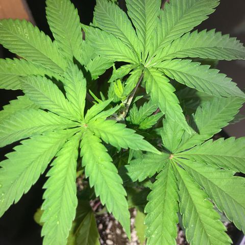 Royal Biscotti  #2 growlog timeline photo