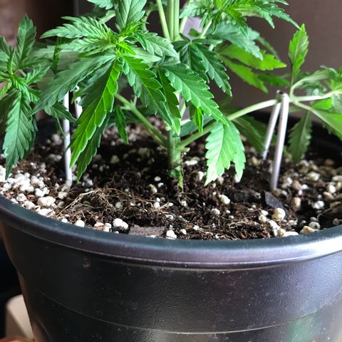 Royal Skywalker  #1 growlog timeline photo