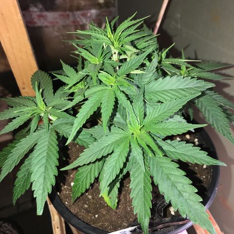 Black Orchid  #3 growlog timeline photo
