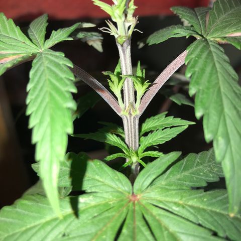 Royal Skywalker  #3 growlog timeline photo