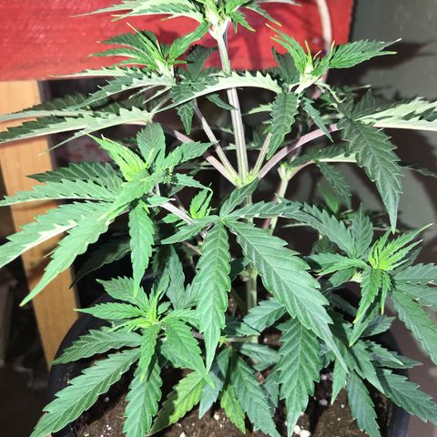 Do- Si- Dos #1 growlog timeline photo