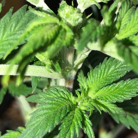 Royal Apple Fritter #3 growlog timeline photo