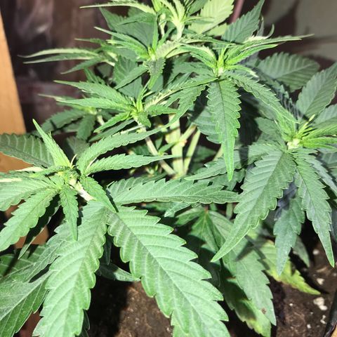 Black Orchid  #3 growlog timeline photo