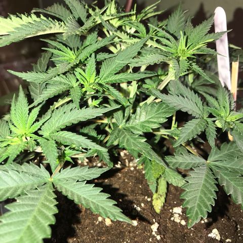 Sweet Lemon Ak #3 growlog timeline photo
