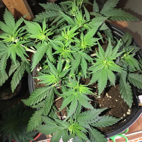 Sweet Lemon Ak #3 growlog timeline photo