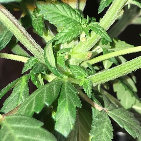 Sweet Lemon Ak #2 growlog timeline photo
