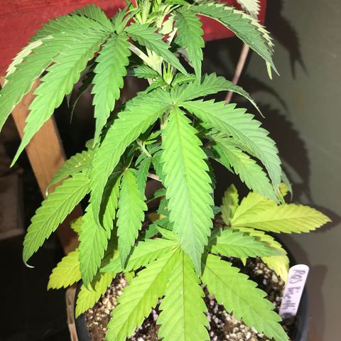 Royal Biscotti  #3 growlog timeline photo