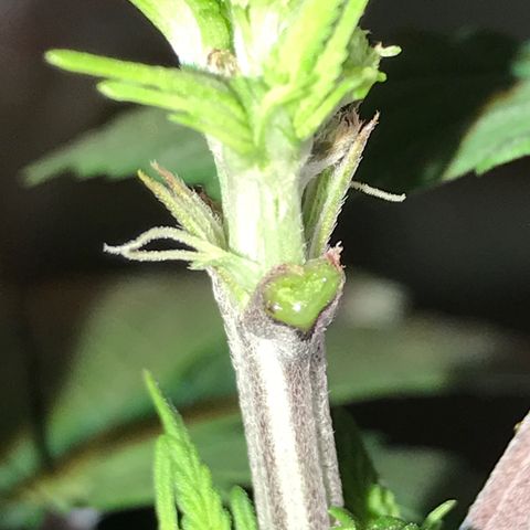 Royal Skywalker  #3 growlog timeline photo