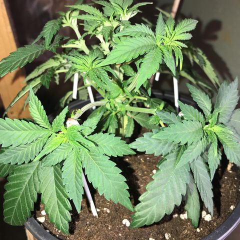Sweet Lemon Ak #2 growlog timeline photo