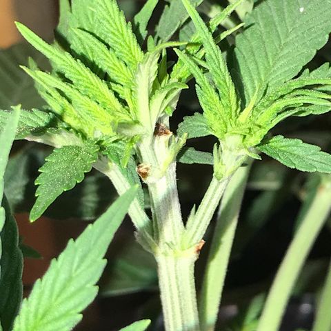 Sweet Lemon Ak #1 growlog timeline photo