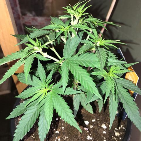 Sweet Lemon Ak #1 growlog timeline photo
