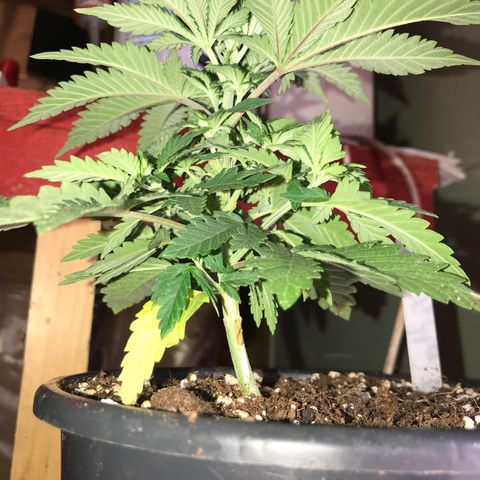 Royal Apple Fritter #3 growlog timeline photo