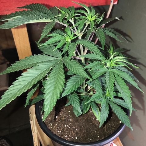 Do- Si- Dos #1 growlog timeline photo
