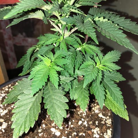 Royal Apple Fritter #3 growlog timeline photo