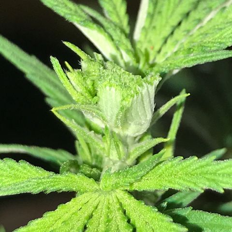Black Orchid  #1 growlog timeline photo