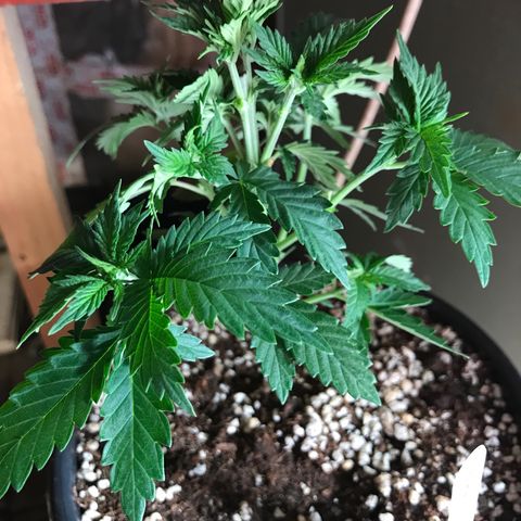 Royal Apple Fritter #2 growlog timeline photo