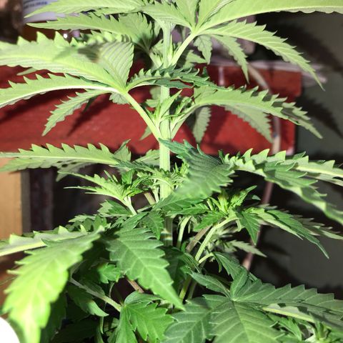 Royal Skywalker  #1 growlog timeline photo