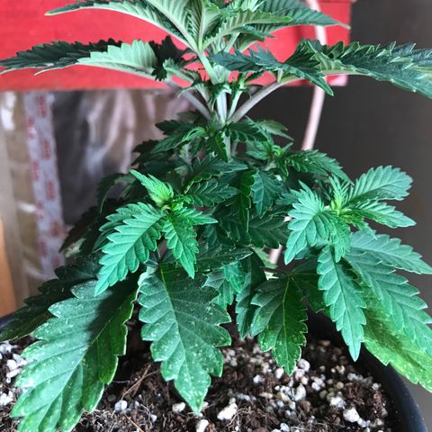 Royal Apple Fritter #3 growlog timeline photo