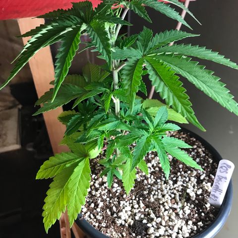 Royal Biscotti  #2 growlog timeline photo