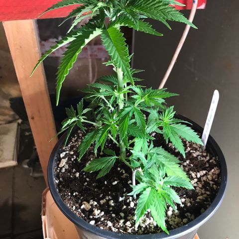 Royal Skywalker  #1 growlog timeline photo