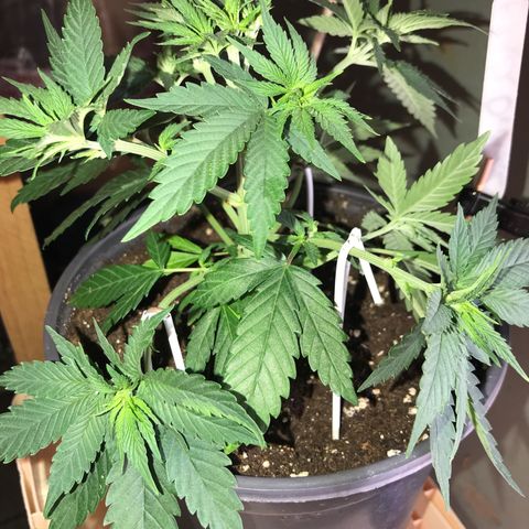 Sweet Lemon Ak #1 growlog timeline photo