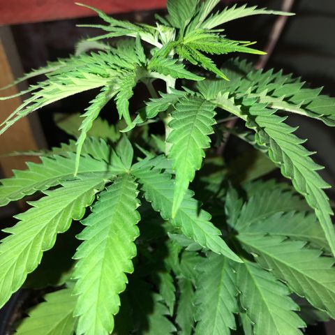 Royal Skywalker  #1 growlog timeline photo