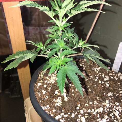 Royal Apple Fritter #3 growlog timeline photo